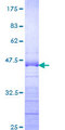DP97 / DDX54 Protein - 12.5% SDS-PAGE Stained with Coomassie Blue.