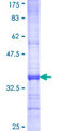 DPAGT2 / DPAGT1 Protein - 12.5% SDS-PAGE Stained with Coomassie Blue