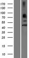 DPF1 / Neuro-D4 Protein - Western validation with an anti-DDK antibody * L: Control HEK293 lysate R: Over-expression lysate