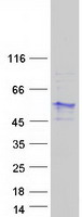 DPF1 / Neuro-D4 Protein - Purified recombinant protein DPF1 was analyzed by SDS-PAGE gel and Coomassie Blue Staining