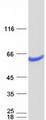 DPH2 Protein - Purified recombinant protein DPH2 was analyzed by SDS-PAGE gel and Coomassie Blue Staining