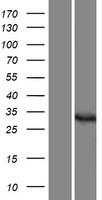 DPH5 Protein - Western validation with an anti-DDK antibody * L: Control HEK293 lysate R: Over-expression lysate