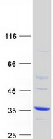 DPH6 / ATPBD4 Protein - Purified recombinant protein DPH6 was analyzed by SDS-PAGE gel and Coomassie Blue Staining