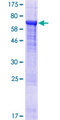 DPH7 / WDR85 Protein - 12.5% SDS-PAGE of human WDR85 stained with Coomassie Blue