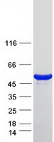 DPH7 / WDR85 Protein - Purified recombinant protein DPH7 was analyzed by SDS-PAGE gel and Coomassie Blue Staining