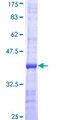 DPM1 Protein - 12.5% SDS-PAGE Stained with Coomassie Blue.