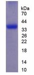 DPP / DSPP Protein - Recombinant Dentin Sialophosphoprotein (DSPP) by SDS-PAGE