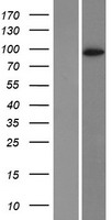 DPP6 / Dipeptidylpeptidase 6 Protein - Western validation with an anti-DDK antibody * L: Control HEK293 lysate R: Over-expression lysate