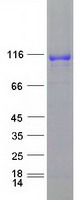 DPP6 / Dipeptidylpeptidase 6 Protein - Purified recombinant protein DPP6 was analyzed by SDS-PAGE gel and Coomassie Blue Staining