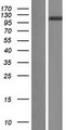 DPP9 Protein - Western validation with an anti-DDK antibody * L: Control HEK293 lysate R: Over-expression lysate