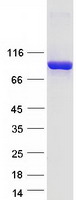DPP9 Protein - Purified recombinant protein DPP9 was analyzed by SDS-PAGE gel and Coomassie Blue Staining