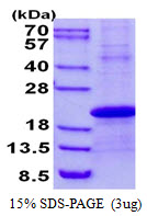 DPPA3 / STELLA Protein