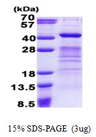 DPPA4 Protein