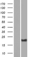 DPRX Protein - Western validation with an anti-DDK antibody * L: Control HEK293 lysate R: Over-expression lysate