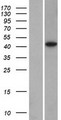 DPS / PDSS1 Protein - Western validation with an anti-DDK antibody * L: Control HEK293 lysate R: Over-expression lysate