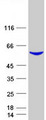 DPYS / Dihydropyrimidinase Protein - Purified recombinant protein DPYS was analyzed by SDS-PAGE gel and Coomassie Blue Staining