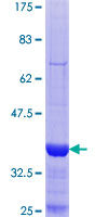 DPYSL2 / CRMP2 Protein - 12.5% SDS-PAGE Stained with Coomassie Blue.
