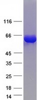 DPYSL2 / CRMP2 Protein - Purified recombinant protein DPYSL2 was analyzed by SDS-PAGE gel and Coomassie Blue Staining