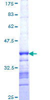 DPYSL3 / CRMP4 Protein - 12.5% SDS-PAGE Stained with Coomassie Blue.