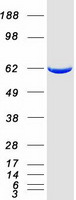 DPYSL3 / CRMP4 Protein - Purified recombinant protein DPYSL3 was analyzed by SDS-PAGE gel and Coomassie Blue Staining