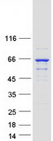 DPYSL4 / CRMP3 Protein - Purified recombinant protein DPYSL4 was analyzed by SDS-PAGE gel and Coomassie Blue Staining