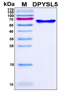DPYSL5 / CRMP5 Protein