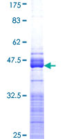 DPYSL5 / CRMP5 Protein - 12.5% SDS-PAGE Stained with Coomassie Blue.