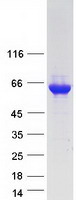 DPYSL5 / CRMP5 Protein - Purified recombinant protein DPYSL5 was analyzed by SDS-PAGE gel and Coomassie Blue Staining