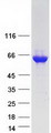 DPYSL5 / CRMP5 Protein - Purified recombinant protein DPYSL5 was analyzed by SDS-PAGE gel and Coomassie Blue Staining