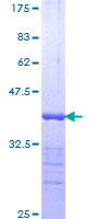 DR1 / NC2 Protein - 12.5% SDS-PAGE Stained with Coomassie Blue.