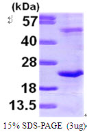 DR1 / NC2 Protein