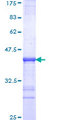 DRAP1 Protein - 12.5% SDS-PAGE Stained with Coomassie Blue.