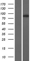 DRC1 / CCDC164 Protein - Western validation with an anti-DDK antibody * L: Control HEK293 lysate R: Over-expression lysate