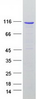 DRC7 / CCDC135 Protein - Purified recombinant protein DRC7 was analyzed by SDS-PAGE gel and Coomassie Blue Staining