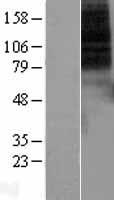DRD1 / Dopamine Receptor D1 Protein - Western validation with an anti-DDK antibody * L: Control HEK293 lysate R: Over-expression lysate
