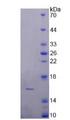 DRD1 / Dopamine Receptor D1 Protein - Recombinant  Dopamine Receptor D1 By SDS-PAGE