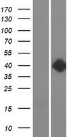 DRD2 / Dopamine Receptor D2 Protein - Western validation with an anti-DDK antibody * L: Control HEK293 lysate R: Over-expression lysate
