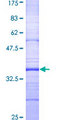 DRD2 / Dopamine Receptor D2 Protein - 12.5% SDS-PAGE Stained with Coomassie Blue.