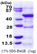 DRG1 / NEDD3 Protein