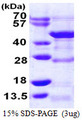 DRG1 / NEDD3 Protein