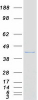 DRG1 / NEDD3 Protein - Purified recombinant protein DRG1 was analyzed by SDS-PAGE gel and Coomassie Blue Staining