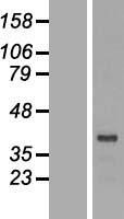 DRG2 Protein - Western validation with an anti-DDK antibody * L: Control HEK293 lysate R: Over-expression lysate