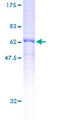 DRG2 Protein - 12.5% SDS-PAGE of human DRG2 stained with Coomassie Blue