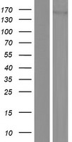 DROSHA / RNASEN Protein - Western validation with an anti-DDK antibody * L: Control HEK293 lysate R: Over-expression lysate