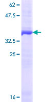 DROSHA / RNASEN Protein