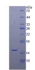DROSHA / RNASEN Protein - Recombinant Ribonuclease III, Nuclear By SDS-PAGE