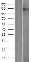 DRPLA / Atrophin-1 Protein - Western validation with an anti-DDK antibody * L: Control HEK293 lysate R: Over-expression lysate