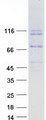 DSC2 / Desmocollin 2 Protein - Purified recombinant protein DSC2 was analyzed by SDS-PAGE gel and Coomassie Blue Staining