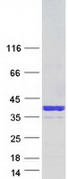 DSC92 / NGRN Protein - Purified recombinant protein NGRN was analyzed by SDS-PAGE gel and Coomassie Blue Staining