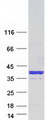DSC92 / NGRN Protein - Purified recombinant protein NGRN was analyzed by SDS-PAGE gel and Coomassie Blue Staining